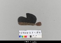 藏品(中國湖北皮影戲頭盔-圓匙)的圖片